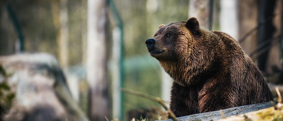 Janko Feric Orso Foresta Unsplash